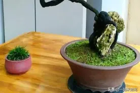 10种花真好看，越养越老越值钱，皮实好养寓意好，适合新手图片