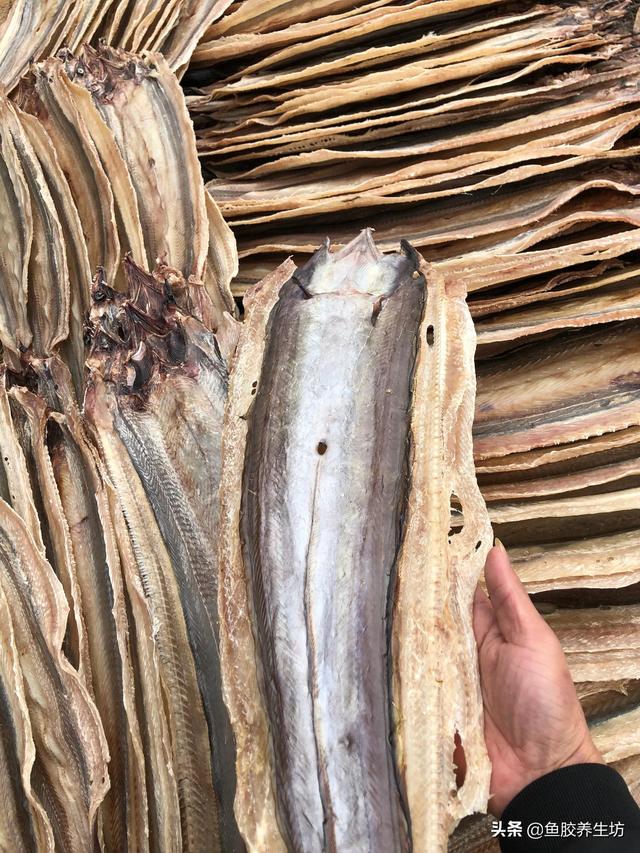鳗鱼胶哪里产地好 2025年鳗鱼胶哪里产地好吃