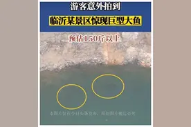 山东矿坑出现两条大鱼，体重估计上百斤：水源封闭为何会有大鱼？图片