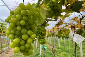 广州从化：春季葡萄上市了！鲜甜多汁图片