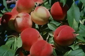 夏天吃桃有好处，糖尿病人可以吃吗？建议：这4种或许能放心吃图片