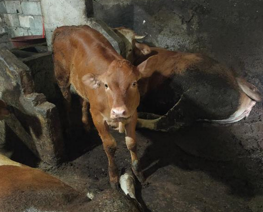 小牛拉稀吃土霉素管用吗？牛犊拉稀喂土霉素可以吗？看完就明白了
