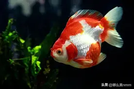 如何判断鱼儿是不是生病了？图片