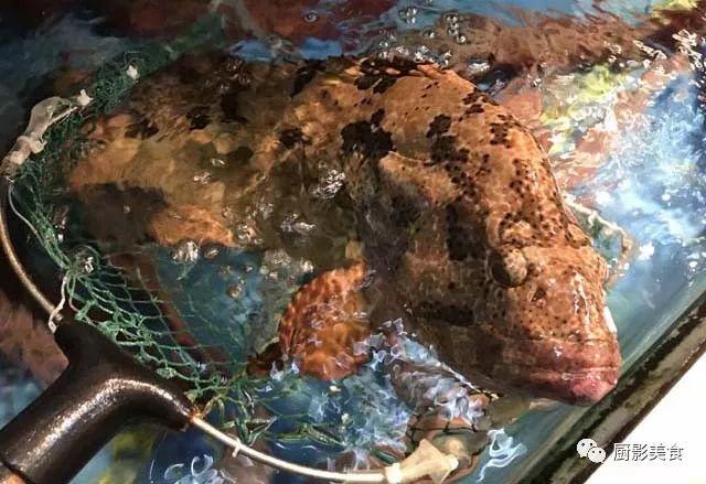 40头的花胶是几级 2025年花胶40头是什么意思?