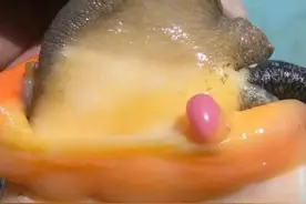 85元买食用海螺，竟开出10万元珍珠？海螺真正的价值难以想象！图片