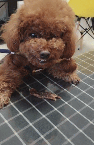 泰迪犬认不认主，看这几个地方就行