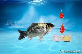 鲫鱼吃味精？草鱼喝酸奶？鲤鱼爱吃糖？钓鱼用饵的顺口溜解析图片