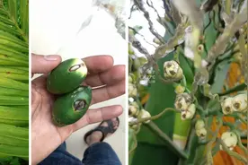 槟榔主要病虫害及防控措施图片