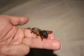 小时候最怕的虫子，喜欢钻茅厕，却有人说它吃起来比蚕蛹香图片