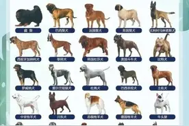 遇到流浪犬怎么办，一户能养几条犬图片