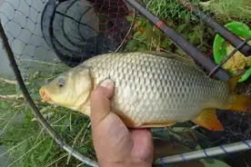 夏季野钓就要看天气+钓位，牢记“3+3”定律，渔获才更有保证图片