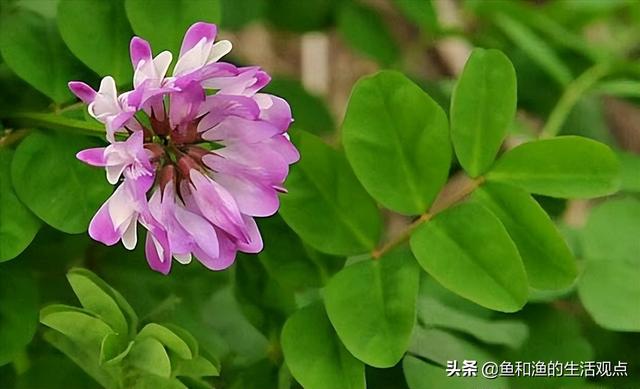 踏春必备“百草图”之三，身边那些有价值的野草，你能认识几种？