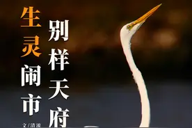 成都，够野！图片