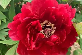 牡丹芍药争相开放，花姿绰约，娇艳欲滴，倾国倾城图片