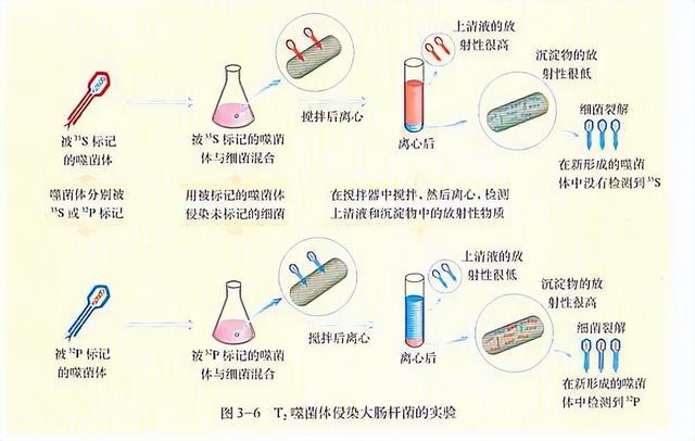 高中生物-基因的本质与表达