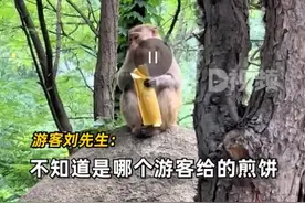 一方水土养一方猴！游客山东景区偶遇猴子大口吃煎饼图片