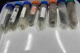 活体甲虫禁止寄递进境图片