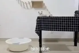猫咪界的高段位，搞笑场面合集等你来笑纳图片