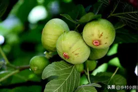 老百姓常说的“化癌果”，原来超市才2元一个，还有治痔疮的用处图片