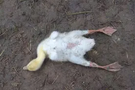鸭子瘫痪是什么原因鸭子瘫痪站不起来为什么鸭腿软是怎么回事禽医图片