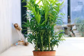 夏威夷竹子总是养不好？这几点技巧帮你养出郁郁葱葱的夏威夷竹图片