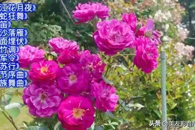 「十全十美」- 078 || 中国民乐10大名曲欣赏图片