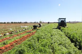 张家口察北管理区：坝上胡萝卜秋收忙图片