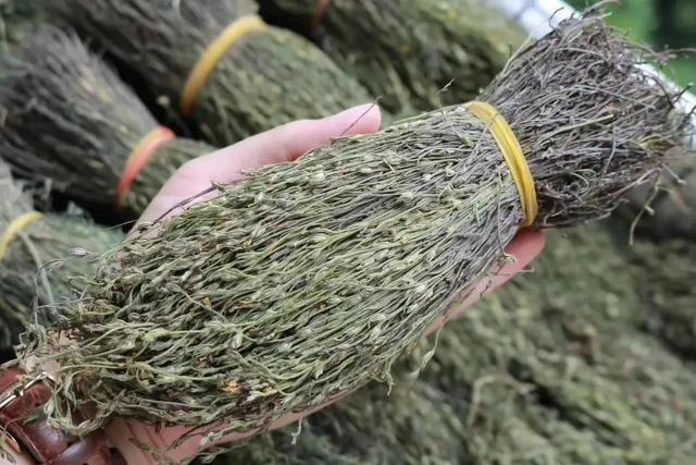 金锁匙(小小一野草) - 美美百科大全