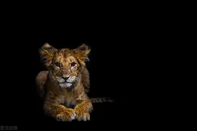 非洲狮会跟自己的母亲，发生回交关系吗？图片