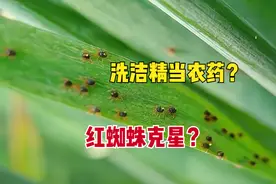 洗洁精能当农药使用，洗洁精是红蜘蛛克星？看看到底咋回事？图片