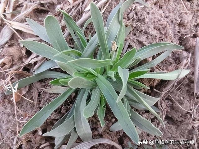 踏春必备“百草图”之三，身边那些有价值的野草，你能认识几种？