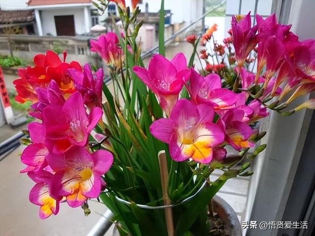 世界上最香的动物叫什么名字,花香扑鼻的21种香花,家里随意几盆就能让