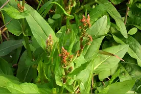 俗称“长寿菜”，大街小巷常见，农村更多，年年被挖走，十分珍贵图片