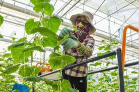 日本夫妻2人木屑种小黄瓜年入百万，编织袋配滴灌，细节标准化图片