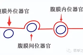 解剖速记 | 腹膜「内位、间位、外位」器官图片