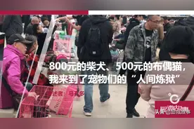 800元的柴犬、500元的布偶猫，我来到了宠物们的“人间炼狱”图片