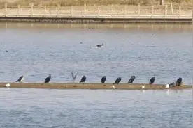 候鸟飞抵额济纳 “追鸟人”忙“约会”图片