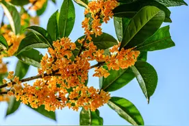 盆栽桂花如何养护？图片