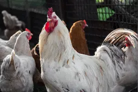 “家有四声叫，灾祸定来到”，是指哪四声叫？古人经验之谈图片