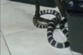 好危险！广西小区惊现银环蛇！毒性是眼镜王蛇的10倍！被咬怎么办图片