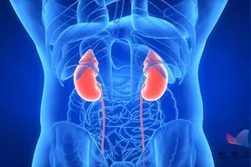 如果只有一个肾脏，身体会发生哪些变化？图片