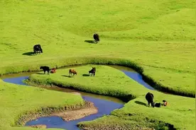 来定西吧，夏日解暑，全靠它们！图片