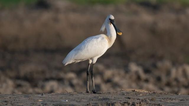 黄山奇遇记：冬观候鸟，野探短尾猴，一场徒步自然的探索之行