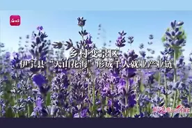 鲜花盛开的村庄丨乡村变景区 伊宁县“天山花海”形成千人就业产业链图片