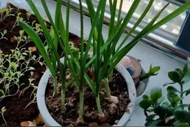 种蒜观察日记图片