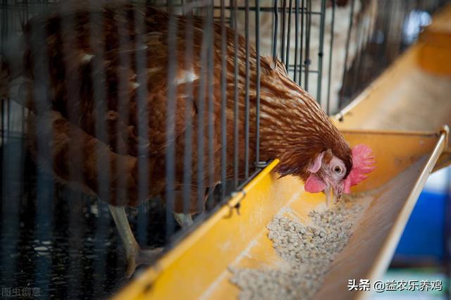 蛋鸡饲料的种类之氨基酸