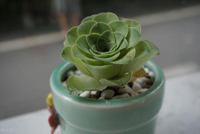 石莲花形似莲花，美丽吉祥，这样养长势更旺