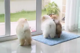 主人回家时，狗狗为什么总是很激动？图片