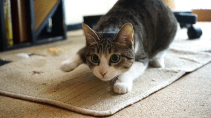 鐑圭叜閮芥潃涓嶆鐨勬湂鐥呮瘨锛岃嚧姝荤巼100%鏃犺嵂鍙晳锛佹劅鏌撳悗鏈夊鎭愭€栵紵