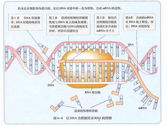 高中生物-基因的本质与表达